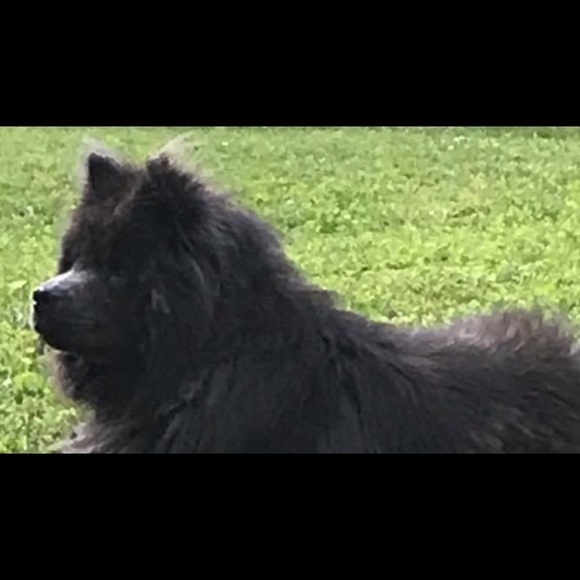 Meet your Posher, Dwight - Picture 1 of 1